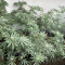 Mimosa x Orange Punch Seeds (Barneys Farm)