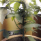 Mimosa EVO Seeds (Barney’s Farm) - Cannabis Strain Seeds for Sale