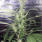Critical Kush Seeds (Barney's Farm)