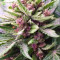 Vente de graines de cannabis Purple Lemonade Auto (Fast Buds)