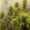 Graines féminisées de Sour Diesel (Barney's Farm)