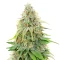 Amnesia Seeds