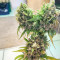 Arjan's Strawberry Haze (GHS)