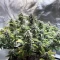 Banana Punch (Barney's Farm)