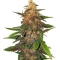 Blackberry Moonrocks Auto Seeds (AlphaFem Seeds)