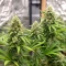 Blue Cheese (Expert Seeds) Seeds