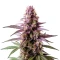 Blueberry Strain Seeds