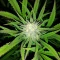 Brains Damage feminized seeds