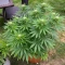 Bruce Banner #3 Auto Seeds