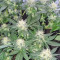 Bubba Delight Regular (CannaBioGen)