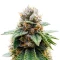 Colorene Kush feminized seeds