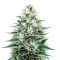 Copacabana Auto feminized seeds