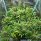Semi Femminizzati Durban Poison Autoflower (Seedkeepers)