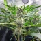 Graines de cannabis Easy Bud Auto (RQS)