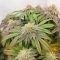 Ghost Train Power Feminized Seeds (Original Sensible Seeds)