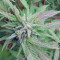 Golosa (Delicious Seeds)