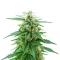 K.C. 48 Auto (K.C. Brains Seeds)
