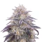 King's Juice Auto Seeds