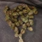 Semi Femminizzati Mango Cherry Runtz Auto (Fast Buds)