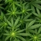 Sementes Feminizadas de Mango Frost Auto (Fast Buds)