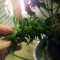Narco Purps Auto feminized seeds