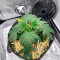 Northern Lights #10 (Herbies Seeds)