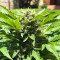 Original Juan Herer (Delicious Seeds)