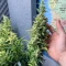 Semi femminizzati Panama Haze Regular