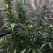 Planet Of The Grapes Auto Seeds (Ethos Genetics)