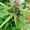 Pure Kush Seeds (Original Sensible Seeds)