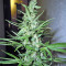 Graines de cannabis Purple Mexican (CannaBioGen)