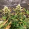 Royal Purple Kush Seeds