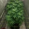 Santa Muerte Fast Seeds