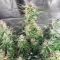 Skywalker Autoflower Feminized Seeds (Seedkeepers)