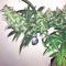 Tikal Regular seeds