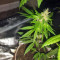 Tikal Seeds - Cannabis Strain Seeds for Sale