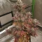 Trop Cherry Seeds (Original Sensible Seeds)