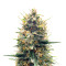 Tropicana Cookies Auto Seeds