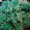 Moby Dick strain seeds