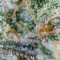 Runtz Gum strain