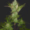 Graines de cannabis Auto Chemdog (Auto Seeds)