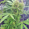 BCN Power Plant Seeds