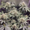 Semillas feminizadas Black Jack (Sweet Seeds)