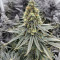 Graines de cannabis Blubonik (Genehtik Seeds)