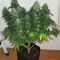 Bruce Banner strain