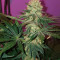 Semi regolari Critical Mass (Mr. Nice Seedbank)