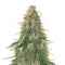 Girl Scout Cookies Auto (Garden Of Green)