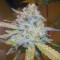 Graines de cannabis Headstash (Karma Genetics)