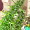 Lebanese Regular strain