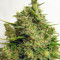 Malawi x PCK (Ace Seeds)